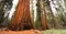 Giant Ancient Seqouia Tree Kings Canyon National Park