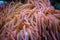 Giant anemone close-up in pink tones