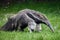 Giant anteater 1