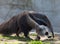 Giant Anteater