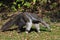 Giant anteater