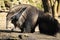 Giant anteater