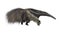 Giant Anteater