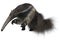 Giant Anteater