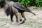 Giant anteater foraging at close quarters
