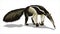 A giant anteater with a huge tail, stands and sniffs the ground. Big animal, a rodent with a long tail. Isolate, full