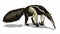 A giant anteater with a huge tail, stands and sniffs the ground. Big animal, a rodent with a long tail. Mouse, a rodent