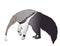 The Giant Anteater is looking for some ants