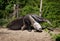 Giant anteater (Myrmecophaga tridactyla)