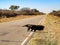 A giant Anteater Myrmecophaga tridactyla crosses the Chaco region of northern Argentina