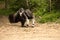 Giant anteater, Myrmecophaga tridactyla, female with a baby on her back