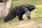 giant anteater standing pictures