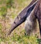 Giant Anteater walking