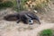 Giant anteater walking