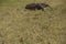 Giant anteater walking in Brazilian Pantanal wetland