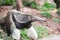 Giant anteater walking in the farm Wildlife Sanctuary - Myrmecophaga tridactyla