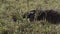 giant anteater walking on a meadow in the Pantanal, Brazil