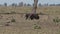 giant anteater walking on a meadow in the Pantanal, Brazil