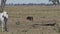 giant anteater walking on a meadow in the Pantanal, Brazil