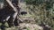 giant anteater walking on a meadow in the Pantanal, Brazil