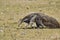 giant anteater walking over a meadow of a farm in the southern Pantanal. Myrmecophaga tridactyla