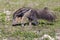 Giant anteater Wiping Ants of Nose with Claw