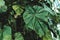 Giant Anthurium formosum leaves in tropical forest. Green vegetation