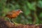 Giant Antpitta - Grallaria gigantea