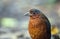 Giant Antpitta, Grallaria gigantea