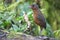 Giant Antpitta, Grallaria gigantea