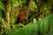 Giant Antpitta - Grallaria gigantea perching bird species in antpitta family Grallariidae, rare and enigmatic, known only from