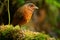 Giant Antpitta - Grallaria gigantea perching bird species in antpitta family Grallariidae, rare and enigmatic, known only from