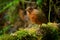 Giant Antpitta - Grallaria gigantea perching bird species in antpitta family Grallariidae, rare and enigmatic, known only from