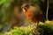 Giant Antpitta - Grallaria gigantea perching bird species in antpitta family Grallariidae, rare and enigmatic, known only from