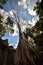 Giant anyan tree covering Ta Prom and Angkor Wat temple, Siem Reap, Cambodia