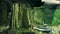 Giant Arapaima of the Amazon