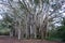 Giant Arbor of old banyan tree