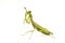 Giant Asian Green Praying Mantis Hierodula membranacea