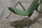 Giant Asian Green Praying Mantis Hierodula membranacea