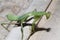 Giant Asian Green Praying Mantis Hierodula membranacea