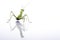 Giant Asian Mantis. Green insect, isolated on a pure white background