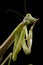 Giant Asian Praying Mantis