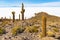 Giant Atacama Cactus in the Uyuni Salt Flat, Bolivia