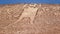 Giant of the Atacama, large petroglyph on a mountain in the Atacama desert, in the Tarapaca region of Chile.