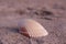 A Giant Atlantic Cockle Seashell on the beach of the Atlantic Ocean at Emerald Isle, NC