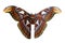 Giant Atlas Moth