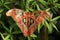 Giant atlas moth