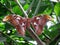 Giant Atlas Moth