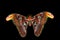 Giant Atlas Moth (attacus atlas)