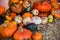 Giant autumn pumpkins at Thanksgiving Day